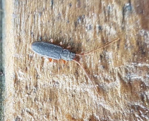Réf. 223 765 : Uleiota planatus